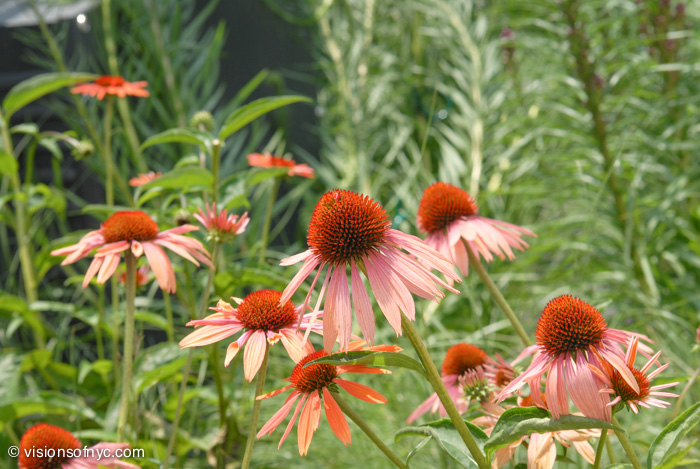 Garden — photo 001