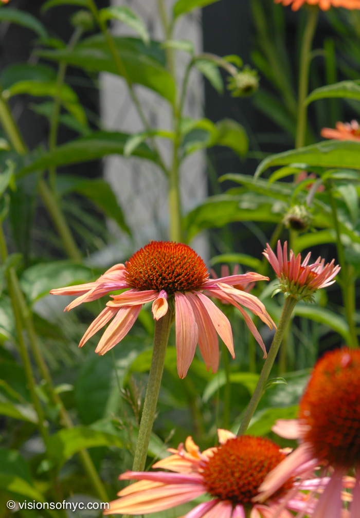Garden — photo 002