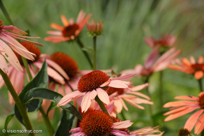 Garden — photo 003