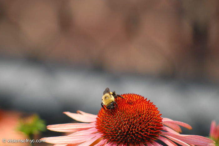 Garden — photo 004