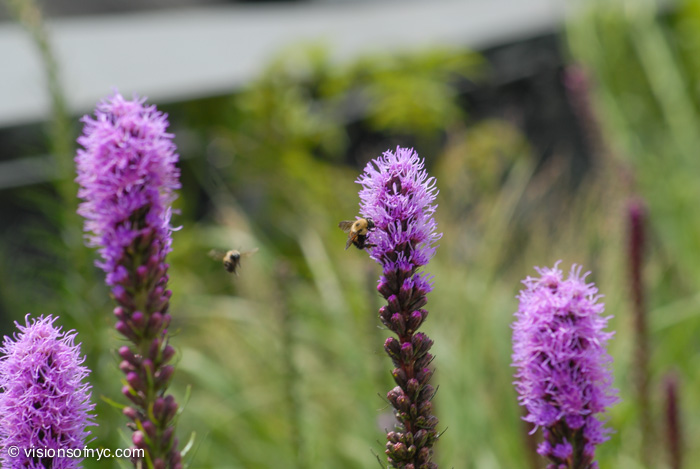Garden — photo 005
