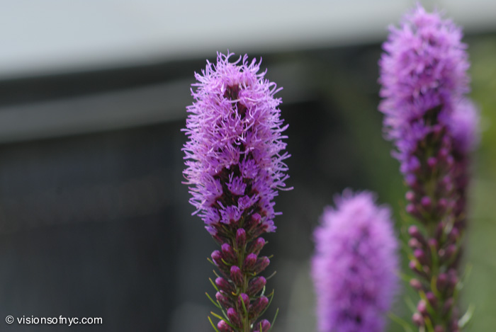 Garden — photo 006