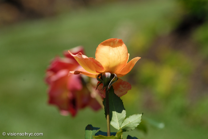 Garden — photo 007