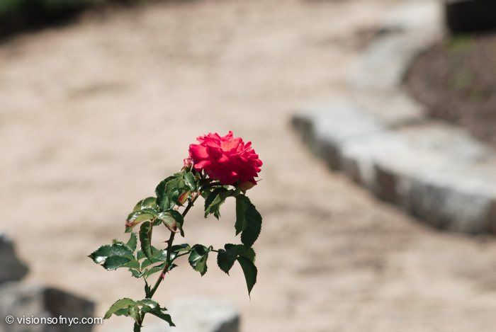 Garden — photo 008