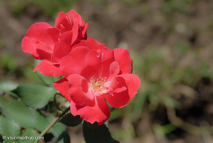 Garden — photo 009
