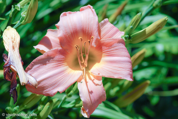 Garden — photo 010