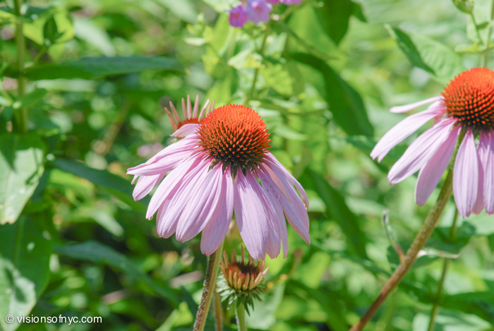 Garden — photo 011
