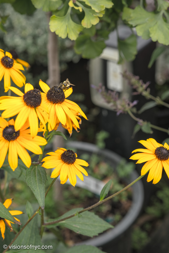 Garden — photo 012