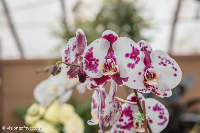 Garden — photo 014