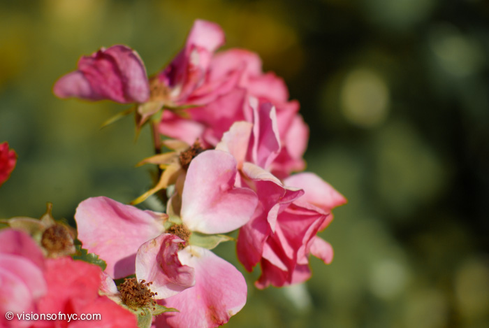 Garden — photo 015