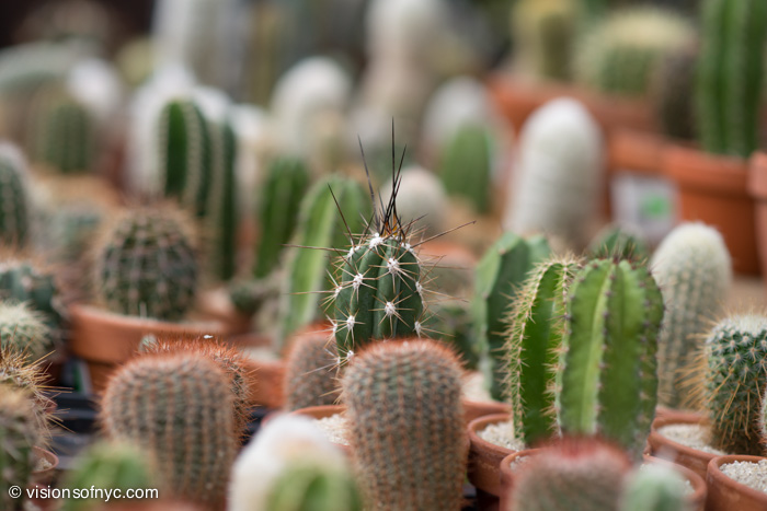 Garden — photo 019