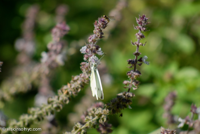 Garden — photo 024