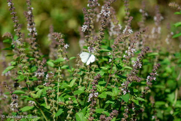 Garden — photo 025