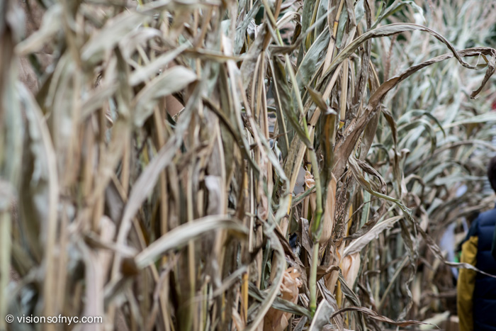 Garden — photo 026