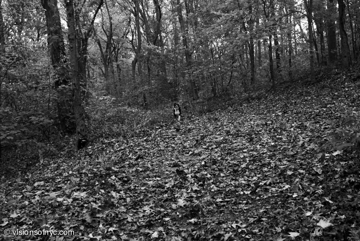 Landscapes — photo 028