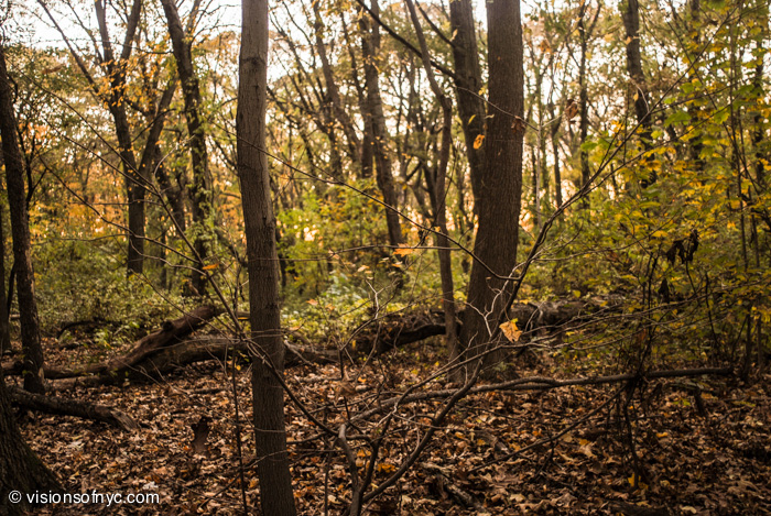 Landscapes — photo 030