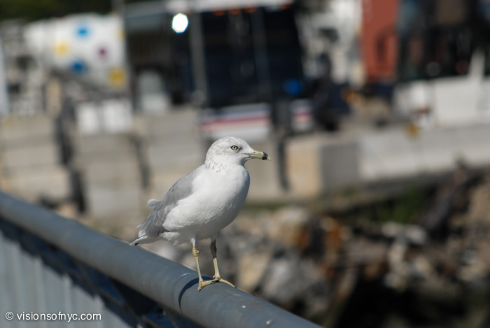 Street Photography — photo 079